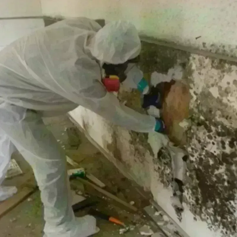 Mold Remediation and Removal in Converse, IN